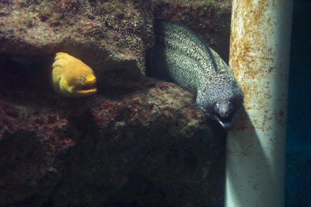 Moray Eels -Photograph by Liza Schillo