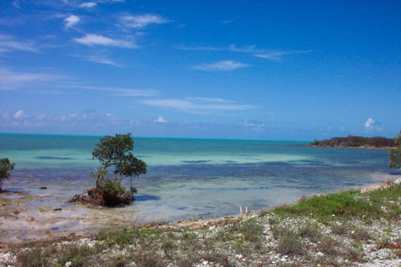 In the Florida Keys -Photograph by Liza Schillo