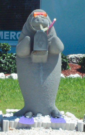 Highly evolved Key West Manatee. Photo by Liza Schillo