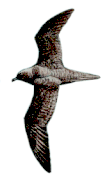 Cirtically Endangered Fiji Petrel