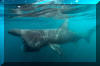 Basking Shark