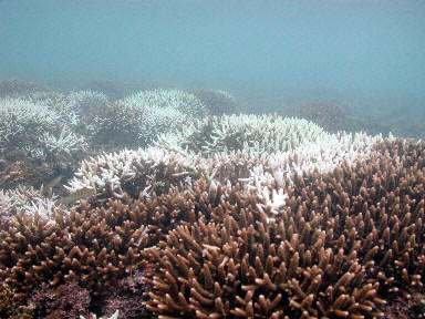 Coral Bleaching