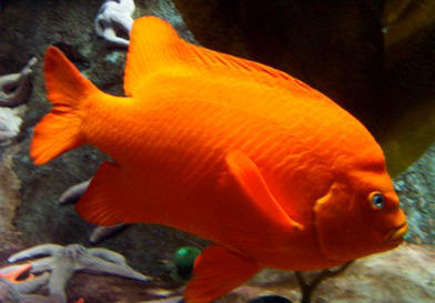 Photograph of Georgia Aquarium Garabaldi by Liza Schillo