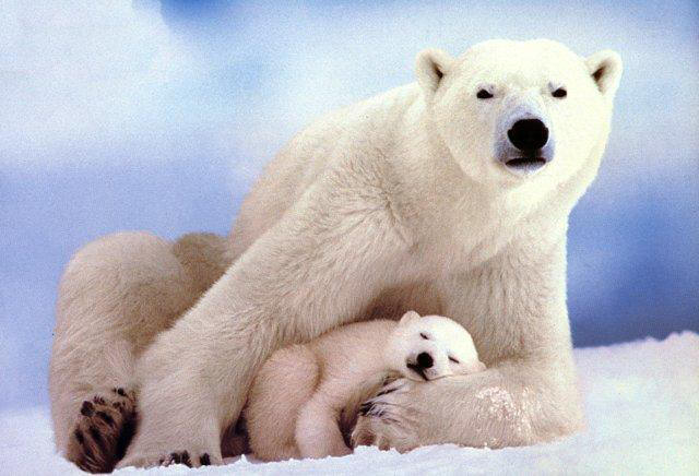 Polar_bears-Mom_n_SleepingBaby.jpg