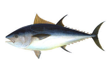 Bluefin Tuna -endangered!