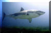 Great White Shark -Photograph by Rachel Powell