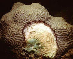 Blackband Disease. Photo by NOAA NOS