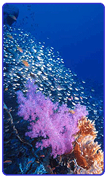Reef off Dominican Republic coastline
