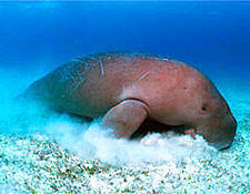 Dugong