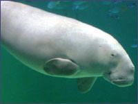 Marine Dugong