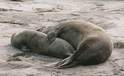 Elephant Seals cuddling on the beach. Liza's Reef