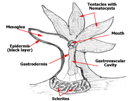 Illustration compliments of www.peteducation.com 