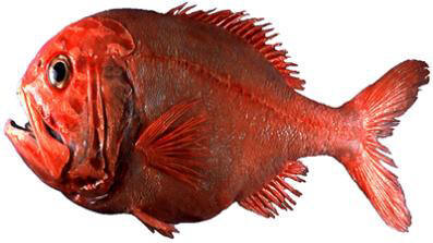 The endangered Orange Roughy