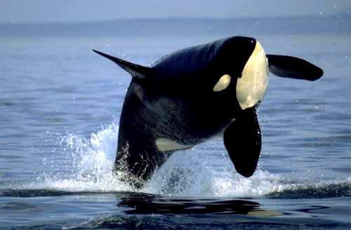 Breaching Orca