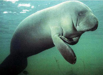 Florida Manatee