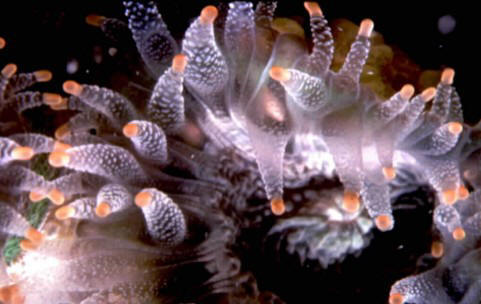 Coral nematocyst bulbs. Photo from NOAA Aquarius Sealab