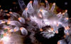 Coral nematocyst bulbs. Photo from NOAA Aquarius Sealab