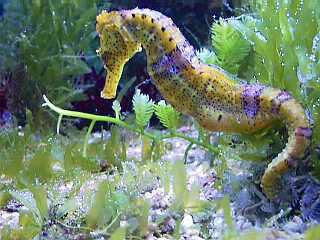 Seahorse, Liza's Reef