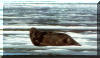 Saimaa seal