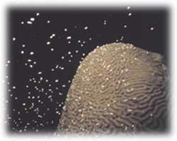Brain coral spawning