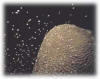 Brain coral spawning
