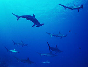Schooling Hammerhead Sharks