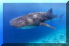 Whale Shark