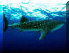 Whale Shark -45 feet in length!