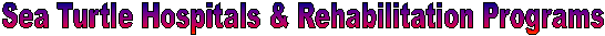 Sea Turtle Hospitals & Rehabilitation Programs