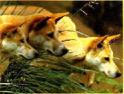Rainforest Dingos, photo by C & D Frith