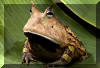 Amazon Horned Toad, Photo by George Grall