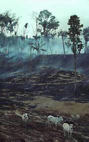 Cattle in deforested Amazonian Rain Forest
