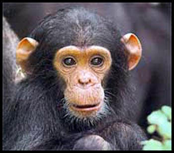 Baby Chimpanzee. www.lizasreef.com 