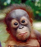 Baby orangutan. www.lizasreef.com