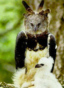 The endangered Harpy Eagle of Panama