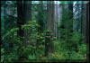 Redwoods in North California temperate rain forest, the Redwood National Park. Lizasreef.com