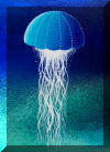 Liza's Reef, coral reef art