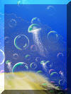 Liza's Reef, coral reef art