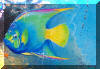 Liza's Reef, coral reef art