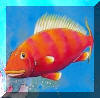Liza's Reef, coral reef art