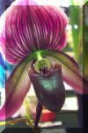 The Queen's Orchid, a hybrid grown in the rainforest on VanuaSemia, Liza's Reef, coral reef art